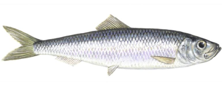 Illustration of Atlantic herring