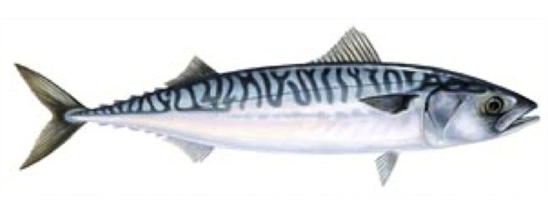 Illustration of mackerel
