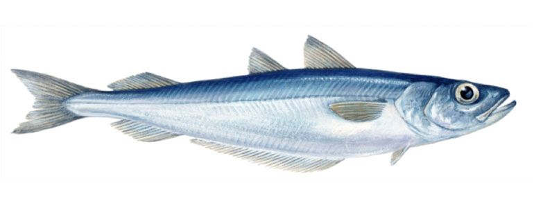Illustration of blue whiting