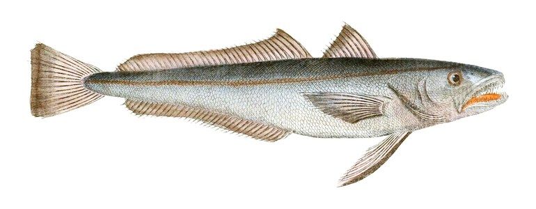Illustration of hake
