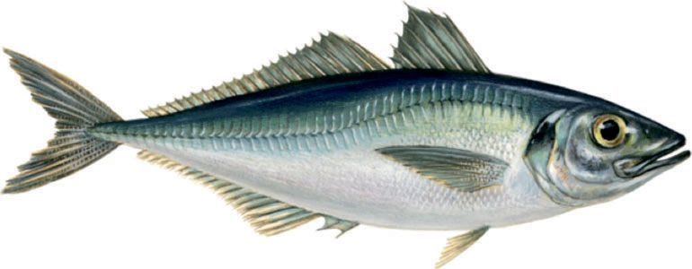 Illustration of horse mackerel