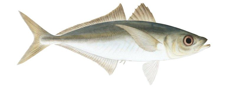 Illustration of jack mackerel
