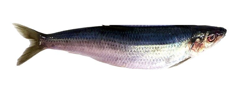 Illustration of Pacific herring