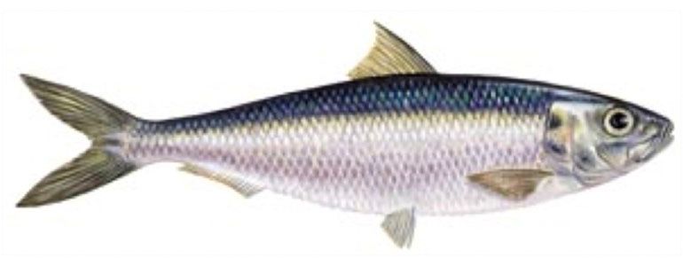 Illustration of sardinella