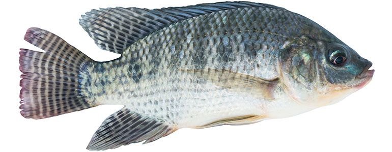 Illustration of tilapia